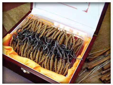 汤原冬虫夏草回收